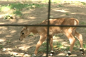Un nou rasfatat la Zoo. Cum arata puiul de antilopa indiana, abandonat la nastere