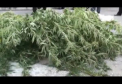 Crestea canepa in gradina casei. Barbat suspectat de trafic de droguri, retinut. VIDEO