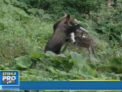 O persoana a murit, iar alte doua au fost ranite dupa ce au fost atacate de un urs in Romania