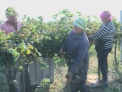 Mai putin, dar mai bun! Roada de struguri, mai mica cu 30% din cauza caniculei! Ce spun vinificatorii