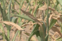 Inca 150 de milioane de lei pentru compensarea pierderilor in agricultura, alocate de Guvern