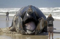 Un monstru de 45 de tone, descoperit pe o plaja din Africa de Sud. Cum a ajuns acolo
