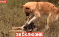 Gestul emotionant facut de un caine dupa ce partenera sa a fost ucisa de o masina. VIDEO