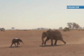 Salvare ca in filme. Intalnirea emotionanta dintre un pui de elefant si mama acestuia