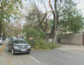 Se intampla in Chisinau! O creanga de peste 10 metri a blocat tot drumul pe strada Bucuresti