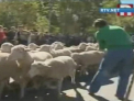 Oile au invadat Madridul! Ciobanii au iesit la protest