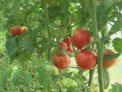 Produse ecologice moldovenesti in parcarea Ministerului Agriculturii! Ce intentioneaza autoritatile