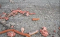 VIDEO. Incident invaluit in mister. Salam si carne de vita, direct pe sosea