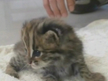 Doi pui de pisica-leopard sunt vedete in China! Cum arata felinele pe cale de disparitie