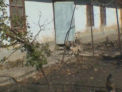 Traieste in aceeasi casa cu animalele! Povestea uluitoare a femeii care doarme cu porcii: "Sunt sfinti"
