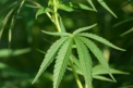 Un om al legii condamnat pentru narcotice. Vezi despre cine e vorba