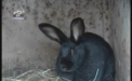Toamna se numara bobocii, iar primavara - suprafetele agricole si animalele domestice