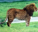 Animale hibride: 10 combinatii uimitoare!