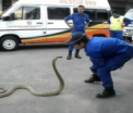 Ti se face parul maciuca! Vezi ce inseamna Politia Animalelor in Malaezia