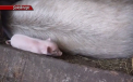 Mita in stil moldovenesc: Porc, miel, branza si peste pentru o semnatura