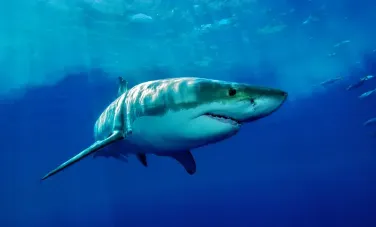 Atac mortal al unui rechin într-o stațiune de la Oceanul Pacific. Victima este un turist străin