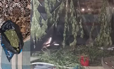 Cânepă în valoare de peste 2 milioane de lei, crescută la Cantemir și Cahul. Polițiștii au descins cu percheziții acasă la patru persoane - VIDEO