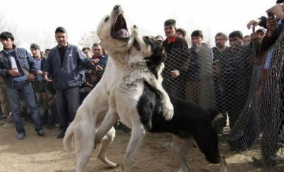 Lupte ilegale de câini descoperite la Cimișlia: Poliția a identificat organizatorii și zeci de animale implicate - VIDEO