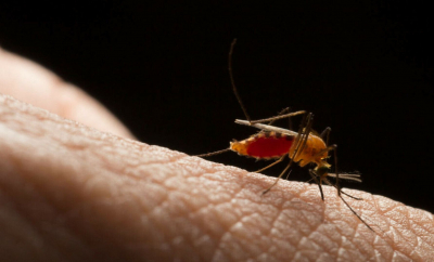 O boală mortală incurabilă se răspândește rapid în SUA. De ce gândacul care o transmite a fost numit ”insecta care sărută”
