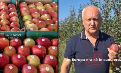 Falsul lui Dodon despre merele moldovenești, demontat de date oficiale: Exporturile în UE sunt în creștere