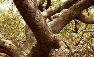 Un copac cât o pădure întreagă: cel mai mare arbore de caju din lume se întinde pe 8500 de metri pătrați în inima Braziliei - VIDEO