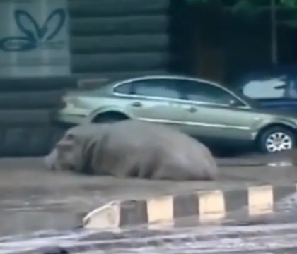 Teroare in capitala Georgiei: Zeci de animale salbatice au evadat de la ZOO si se plimba pe strazi. VIDEO Teroare in capitala Georgiei: Zeci de animale salbatice au evadat de la ZOO si se plimba pe strazi. VIDEO
