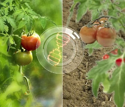 Cum ne dam seama daca rosiile de la piata au fost modificate genetic. Secretul, dezvaluit de agricultorii romani
