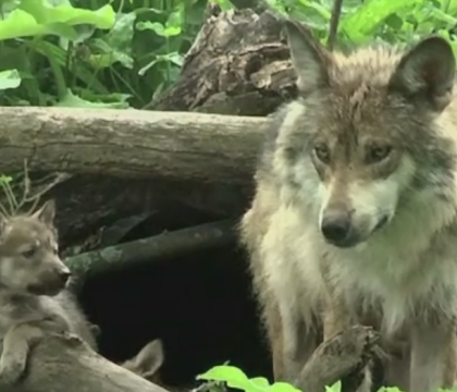 Sarbatoare intr-un parc zoologic din Illinois, dupa nastere unor pui de lup dintr-o specie rara. Cum arata micutii Sarbatoare intr-un parc zoologic din Illinois, dupa nastere unor pui de lup dintr-o specie rara. Cum arata micutii