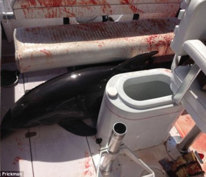 Un delfin a transformat barca unei familii din California intr-o baie de sange, dupa ce a sarit si i-a rupt picioarele femeii Un delfin a transformat barca unei familii din California intr-o baie de sange, dupa ce a sarit si i-a rupt picioarele femeii