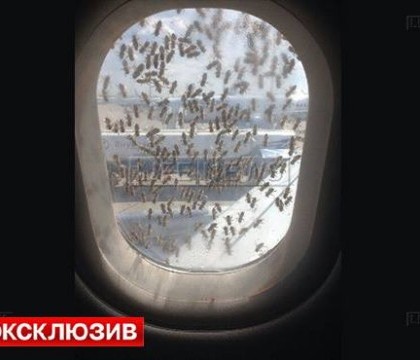 Mii de albine au "atacat" un avion de pasageri pe aeroportul Vnukovo din Moscova - VIDEO Mii de albine au "atacat" un avion de pasageri pe aeroportul Vnukovo din Moscova - VIDEO