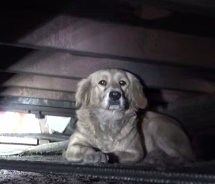 O catelusa abandonata face un atac de panica in momentul in care este salvata de pe strazi. Ce se intampla apoi este uimitor - VIDEO