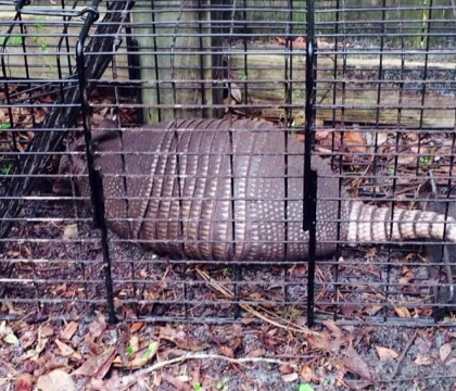 Tot mai multe cazuri de lepra in Florida. Boala este transmisa prin saliva de catre un animal care isi scuipa victimele