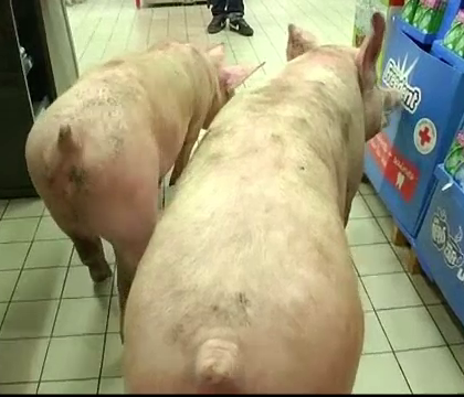 Protest inedit in supermarket. Crescatorii de animale din Franta si-au scos porcii la plimbare printre rafturile magazinului Protest inedit in supermarket. Crescatorii de animale din Franta si-au scos porcii la plimbare printre rafturile magazinului