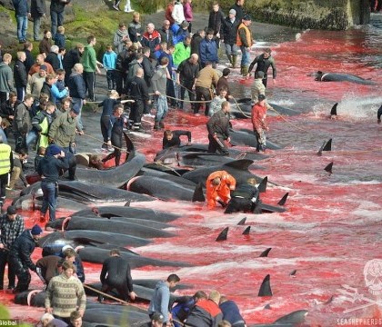 IMAGINI SOCANTE. Masacru autorizat in Insulele Feroe. Sute de balene au fost macelarite de localnici, in numele traditiei. VIDEO