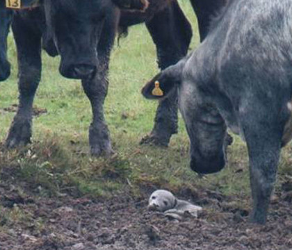 Imagini emotionante la o rezervatie naturala din Anglia. Un pui de foca intepenit in noroi, salvat de mai multe vaci curioase