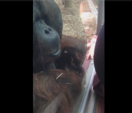 O femeie insarcinata s-a apropiat de un urangutan la o gradina zoologica din Marea Britanie. Ce reactie a avut acesta O femeie insarcinata s-a apropiat de un urangutan la o gradina zoologica din Marea Britanie. Ce reactie a avut acesta