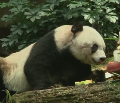 Petrecere la ZOO din Hong Kong. Ursoaica panda Jia-Jia a intrat in Cartea Recordurilor dupa ce a implinit 110 ani umani