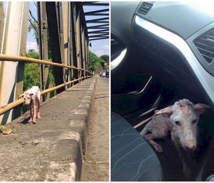 A urcat intr-o masina, iar viata i s-a schimbat radical. Cum arata catelusa Kelsey, dupa ce a fost salvata de pe strada A urcat intr-o masina, iar viata i s-a schimbat radical. Cum arata catelusa Kelsey, dupa ce a fost salvata de pe strada