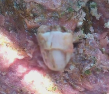 Descoperirea socanta a unei familii sarmane din Barlad. Tatal a gasit un deget de om in carnea primita de la o cantina Descoperirea socanta a unei familii sarmane din Barlad. Tatal a gasit un deget de om in carnea primita de la o cantina