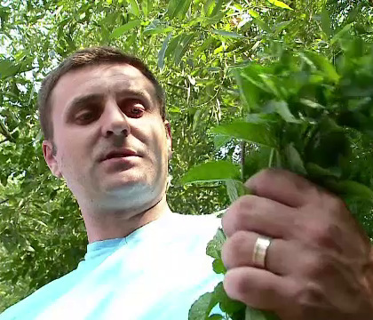 A investit intr-o plantatie de menta si abia face fata comenzilor. Cati bani castiga pe sezon un barman din Cluj cu ideea lui A investit intr-o plantatie de menta si abia face fata comenzilor. Cati bani castiga pe sezon un barman din Cluj cu ideea lui