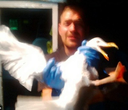 FOTO - Suparat ca nu poate dormi, un barbat s-a razbunat pe pescarusii de la geamul sau. Politia a lansat o investigatie