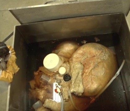 Asa arata cea mai mare inima din lume: are dimensiunile unei masini si cantareste 118 kg - VIDEO Asa arata cea mai mare inima din lume: are dimensiunile unei masini si cantareste 118 kg - VIDEO