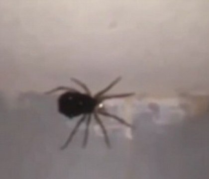 Imaginile care s-au viralizat. Ce a reusit sa surprinda un barbat care filma un paianjen. VIDEO