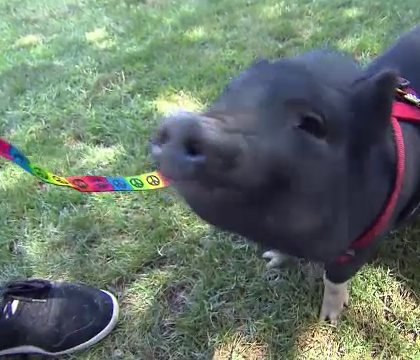 Americanii isi abandoneaza porcii cumparati pe post de animale de companie. Motivul pentru care renunta la ei Americanii isi abandoneaza porcii cumparati pe post de animale de companie. Motivul pentru care renunta la ei