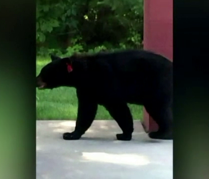 Un urs din SUA si-a petrecut vara langa oameni, dar acum autoritatile i-au pus gand rau. Cum vor sa-l salveze locuitorii Un urs din SUA si-a petrecut vara langa oameni, dar acum autoritatile i-au pus gand rau. Cum vor sa-l salveze locuitorii