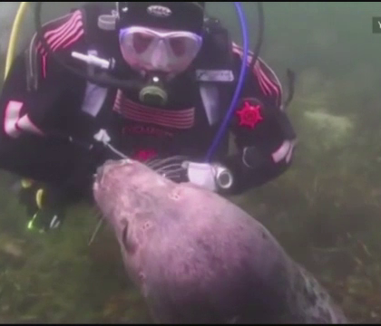 Intalnire incredibila pe fundul marii. Ce s-a intamplat in momentul in care o foca s-a apropiat de un scafandru. VIDEO