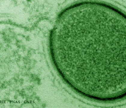 Virus gigant, gasit de cercetatori in Siberia. Cat de mare este riscul de infectie Virus gigant, gasit de cercetatori in Siberia. Cat de mare este riscul de infectie