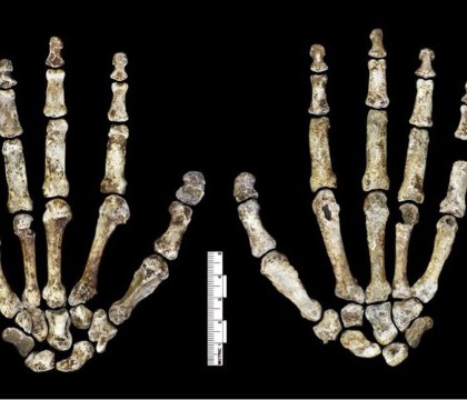 Descoperire extrem de importanta in Africa. O noua specie umana ar putea fi "puntea de legatura" intre primate si oameni - FOTO Descoperire extrem de importanta in Africa. O noua specie umana ar putea fi "puntea de legatura" intre primate si oameni - FOTO