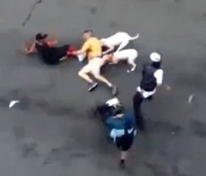 O femeie a filmat momentul in care doi caini din rasa pitbull ataca un pieton. IMAGINILE va pot afecta emotional O femeie a filmat momentul in care doi caini din rasa pitbull ataca un pieton. IMAGINILE va pot afecta emotional