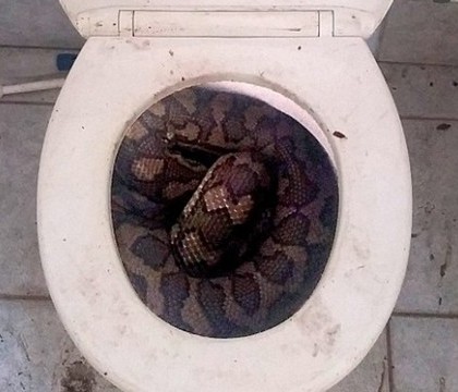 A avut un soc imens cand a intrat in baie si a vazut ce era acolo. A sunat imediat dupa ajutor A avut un soc imens cand a intrat in baie si a vazut ce era acolo. A sunat imediat dupa ajutor